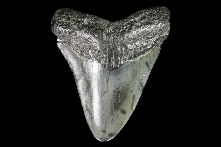 Juvenile Megalodon Tooth - Georgia #99151